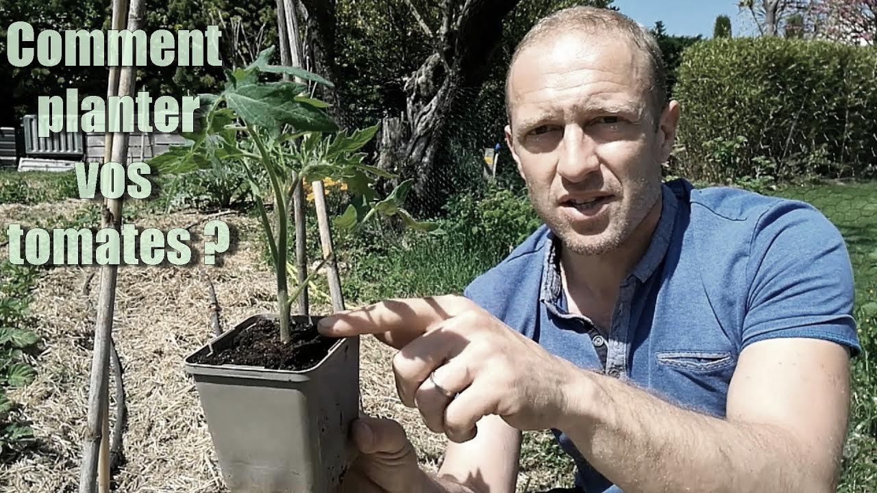 Guide étape par étape pour planter des tomates avec succès